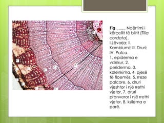Fig ........ Ndërtimi i
kërcellit të blirit (Tilia
cordata).
I.Lëvorja; II.
Kambiumi; III. Druri;
IV. Palca.
1. epiderma e
vdekur, 2.
periderma, 3.
kolenkima, 4. pjesë
të floemës, 5. rreze
palcore, 6. druri
vjeshtor i një rrethi
vjetor, 7. druri
pranveror i një rrethi
vjetor, 8. ksilema e
parë.

 