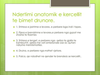Ndertimi anatomik e kercellit
te bimet drunore.


1. Shtresa e jashtme e levores, e perbere bga indi i tapes.



2. Pjesa e brendshme e levores,e perbere nga gypat me
shoshe te floemes



3. Shtresa e lenget, e perbere nga qeliza te gjalla te
kambiumit. qeliza me veti embrionale ose sic quhen
ndryshe meristematike.



4. Druina, e perbere nga rrathet vjetore.



5. Palca, qe ndodhet ne qender te brendesis se kercellit..

 
