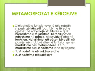 METAMORFOZAT E KËRCEJVE





Si rrjedhojë e funksioneve të reja ndodh
shpesh që kërcelli (bashkë me të edhe
gjethet) të ndryshojë strukturën e tij të
brendshme e të jashtme. Kërcelli pëson
ndryshime në pamje, në strukturë dhe në
funksion. Ndryshimet që pëson kërcelli në
pamje, në strukturë dhe në funksion quhen
modifikime ose metamorfoza. Këto
modifikime ose shndërrime janë dy llojesh:
1. shndërrime nëntokësore dhe
2. shndërrime mbitokësore.

 