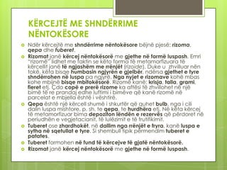 KËRCEJTË ME SHNDËRRIME
NËNTOKËSORE










Ndër kërcejtë me shndërrime nëntokësore bëjnë pjesë: rizoma,
qepa dhe tuberet.
Rizomat janë kërcej nëntokësorë me gjethe në formë luspash. Emri
“rizomë” lidhet me faktin se këto forma të metamorfizuara të
kërcellit janë të ngjashëm me rrënjët (rizoide). Duke u zhvilluar nën
tokë, këta bisqe humbasin ngjyrën e gjelbër, ndërsa gjethet e tyre
shndërrohen në luspa pa ngjyrë. Nga nyjet e rizomave kohë mbas
kohe mbijnë bisqe mbitokësorë. Rizomë kanë: krisja, talla, grami,
fieret etj. Çdo copë e prerë rizome ka aftësi të zhvillohet në një
bimë të re prandaj edhe luftimi i bimëve që kanë rizomë në
parcelat e mbjella është i vështirë.
Qepa është një kërcell shumë i shkurtër që quhet bulb, nga i cili
dalin luspa mishtore, p. sh. te qepa, te hurdhëra etj. Në këta kërcej
të metamorfizuar bima depoziton lëndën e rezervës që përdoret në
periudhën e vegjetacianit, të lulëzimit e të frutifikimit.
Tuberet ose zhardhokët, në dallim nga rrënjët e fryra, kanë luspa e
sytha në sqetullat e tyre. Si shembull tipik përmendim tuberet e
patates.
Tuberet formohen në fund të kërcejve të gjatë nëntokësorë.
Rizomat janë kërcej nëntokësorë me gjethe në formë luspash.

 