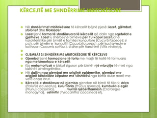 KËRCEJTË ME SHNDËRRIME MBITOKËSORE




Në shndërrimet mbitokësore të kërcellit bëjnë pjesë: lozet, gjëmbat,
stolonet dhe filokladet.
Lozet janë forma të shndërruara të kërcellit që dalin nga sqetullat e
gjetheve. Lozet u shërbejnë bimëve për t’u kapur.Lozet janë
karakteristike për bimët e familjes kungullore (Cucurbitaceae): si
p.sh. për bimën e kungullit (Cucurbita pepo), për kastravecin e
kultivuar (Cucumis sativus), si dhe për hardhinë (Vitis vinifera).









GJEMBAT SI SHNDËRRIME MBITOKËSORE TË KËRCEJVE
Gjembat janë formacione të forta me majë të hollë të formuara
nga metamorfoza e kërcellit.
Kjo metamorfozë e biskut siguron për bimët një mbrojtje të mirë nga
kafshët bimëngrënëse.
Në dallim nga gjembat me origjinë epidermike, gjembat me
origjinë kërcellore këputen me vështirësi nga bima duke marë me
vetë copa druri.
Kërcejtë e shndërruar në gjemba gjenden në bimë të tilla si: driza
(Paliurus aculeatus), kulumbria (Prunus spinosa), kumbulla e egër
(Prunus cocomila),
murrizi njëbërthamësh (Crataegus
monogyna), ushinthi (Pyrocantha coccinea) etj.

 