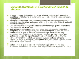 STOLONET, FILOKLADET DHE METAMORFOZA TË TJERA TË
KËRCELLIT










Stolonet janë kërcej zvarritës, të cilët në nyjet që prekin tokën, prodhojnë
bimë të reja. Këto forma të metamorfizuara të kërcellit janë karakteristike për
luleshtrydhen.
Filokladet ose kladodet janë shndërrime të kërcellit në trajtë gjetheje. Këta
kërcej që kanë formën e gjetheve e që kryejnë funksionet e saj kanë gjethe të
reduktuara dhe lule.
Këto karakteristika i dallojnë filokladet ose kladodet nga gjethet e vërteta të
cilat asnjëherë nuk kanë lule.
Ndër bimët me kladode që rriten në vendin tonë përmendim rrushkullin
nëngjuhëz (Ruscus hypoglossum) dhe rrushkullin shpues (Ruscus aculeatus).
Metamorfoza të tjera të kërcellit vihen re te bisqet e bimëve me lëng
(sukulente). Kërcelli i këtyre bimëve është i mbuluar me gjemba ose nga
gjethe ose nga gjethe tepër të reduktuara në formë luspash të shkurtra.
Në vendin tonë bimët sukulente gjenden kryesisht në tokat e kripura.
Përmendim midis tyre bimët e gjinive jambruku (gjinia Salicornia) dhe bimët e
gjinisë cima (gjinia Salsola).




Metamorfoza të tjera të kërcellit vihen re te bisqet e bimëve me lëng
(sukulente). Përmendim midis tyre bimët e gjinive jambruku (gjinia Salicornia)

 