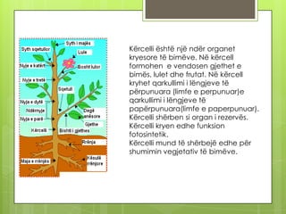 Kërcelli është një ndër organet
kryesore të bimëve. Në kërcell
formohen e vendosen gjethet e
bimës, lulet dhe frutat. Në kërcell
kryhet qarkullimi i lëngjeve të
përpunuara (limfe e perpunuar)e
qarkullimi i lëngjeve të
papërpunuara(limfe e paperpunuar).
Kërcelli shërben si organ i rezervës.
Kërcelli kryen edhe funksion
fotosintetik.
Kërcelli mund të shërbejë edhe për
shumimin vegjetativ të bimëve.

 