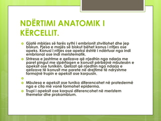 NDËRTIMI ANATOMIK I
KËRCELLIT.




Gjatë mbirjes së farës sythi i embrionit zhvillohet dhe jep
biskun. Pjesa e majës së biskut bëhet konus i rritjes ose
apeks. Konusi i rritjes ose apeksi është i ndërtuar nga indi
embrional ose indi meristematik.
Shtresa e jashtme e qelizave që rrjedhin nga ndarja me
paret pingul me sipërfaqen e konusit përbëjnë mbulesën e
apeksit ose tunikën. Qelizat që rrjedhin nga ndarja e
qelizave të konusit me parete në drejtime të ndryshme
formojnë trupin e apeksit ose korpusin.






Mbulesa e apeksit ose tunika diferencohet në protedermë
nga e cila më vonë formohet epiderma.
Trupi i apeksit ose korpusi diferencohet në meristem
themelor dhe prokambium.

 