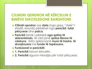 CILINDRI QENDROR NË KËRCELLIN E
BIMËVE DIKOTILEDONE BARISHTORE









Cilindri qendror ose stela (nga greq. “stele”=
shtyllë, kolonë) përbëhet nga pericikli, tufat
përçuese dhe palca.
Pericikli është i përbërë nga qeliza të
sklerenkimës, të cilat janë qeliza fibrore të
vdekura. Këto qeliza kanë mure të trasha, të
drunjëzuara me funde të tapëzuara.
Funksionet e periciklit:
1. Pericikli forcon kërcellin.
2. Pericikli siguron mbrojtje për tufat përçuese.

 
