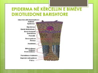EPIDERMA NË KËRCELLIN E BIMËVE
DIKOTILEDONE BARISHTORE

 
