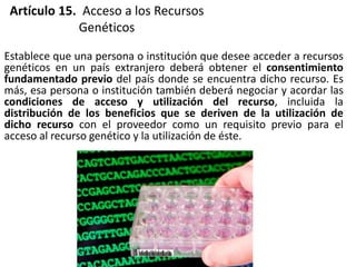 Artículo 15. Acceso a los Recursos
Genéticos
Establece que una persona o institución que desee acceder a recursos
genéticos en un país extranjero deberá obtener el consentimiento
fundamentado previo del país donde se encuentra dicho recurso. Es
más, esa persona o institución también deberá negociar y acordar las
condiciones de acceso y utilización del recurso, incluida la
distribución de los beneficios que se deriven de la utilización de
dicho recurso con el proveedor como un requisito previo para el
acceso al recurso genético y la utilización de éste.
 