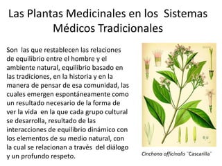 Las Plantas Medicinales en los Sistemas
Médicos Tradicionales
Son las que restablecen las relaciones
de equilibrio entre el hombre y el
ambiente natural, equilibrio basado en
las tradiciones, en la historia y en la
manera de pensar de esa comunidad, las
cuales emergen espontáneamente como
un resultado necesario de la forma de
ver la vida en la que cada grupo cultural
se desarrolla, resultado de las
interacciones de equilibrio dinámico con
los elementos de su medio natural, con
la cual se relacionan a través del diálogo
y un profundo respeto. Cinchona officinalis ¨Cascarilla¨
 