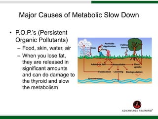 Major Causes of Metabolic Slow Down
• P.O.P.’s (Persistent
Organic Pollutants)
– Food, skin, water, air
– When you lose fat,
they are released in
significant amounts
and can do damage to
the thyroid and slow
the metabolism
 