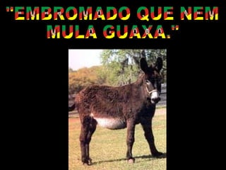 "EMBROMADO QUE NEM MULA GUAXA." 