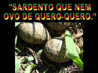 "SARDENTO QUE NEM OVO DE QUERO-QUERO." 