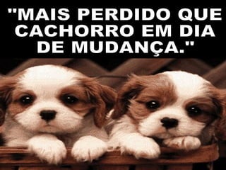"MAIS PERDIDO QUE CACHORRO EM DIA DE MUDANÇA." 