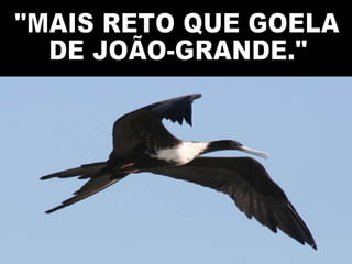 "MAIS RETO QUE GOELA  DE JOÃO-GRANDE." 