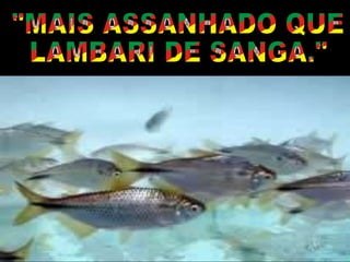 "MAIS ASSANHADO QUE LAMBARI DE SANGA." 
