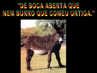 "DE BOCA ABERTA QUE NEM BURRO QUE COMEU URTIGA." 
