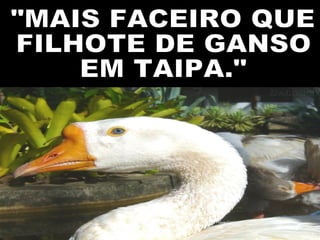 "MAIS FACEIRO QUE FILHOTE DE GANSO EM TAIPA." 