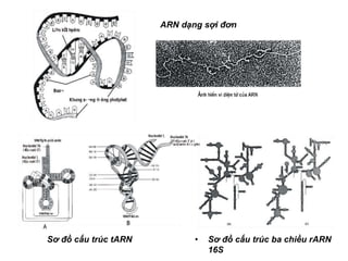 Marn Tarn Rarn Cơ sở phân tử của hiện tượng di truyền YHN | PPTX