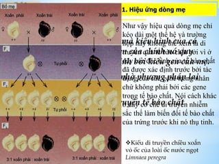 1. Hiệu ứng dòng mẹ
 Là kiểu di truyền mà kiểu hình của cá
thể không do kiểu gen của chính nó quy
định mà được quy định bởi kiểu gen của mẹ.
Được chứng minh nhờ phương pháp lai
thuận nghịch
Phân biệt với di truyền tế bào chất
Kiểu di truyền chiều xoắn
vỏ ốc của loài ốc nước ngọt
Limnaea peregra
Như vậy hiệu quả dòng mẹ chỉ
kéo dài một thế hệ và trường
hợp này không thể xem là di
truyền qua tế bào chất bởi vì ở
đây các đặc tính của tế bào chất
đã được xác định trước bởi tác
dụng của các gene trong nhân
chứ không phải bởi các gene
trong tế bào chất. Nói cách khác
ở đây cơ chế di truyền nhiễm
sắc thể làm biến đổi tế bào chất
của trứng trước khi nó thụ tinh.
 