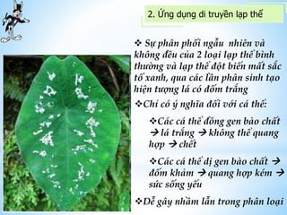 2. Ứng dụng di truyền lạp thể
 Sự phân phối ngẫu nhiên và
không đều của 2 loại lạp thể bình
thường và lạp thể đột biến mất sắc
tố xanh, qua các lần phân sinh tạo
hiện tượng lá có đốm trắng
Chỉ có ý nghĩa đối với cá thể:
Các cá thể đồng gen bào chất
 lá trắng  không thể quang
hợp  chết
Các cá thể dị gen bào chất 
đốm khảm  quang hợp kém 
sức sống yếu
Dễ gây nhầm lẫn trong phân loại
 