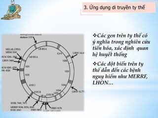 3. Ứng dụng di truyền ty thể
Các gen trên ty thể có
ý nghĩa trong nghiên cứu
tiến hóa, xác định quan
hệ huyết thống
Các đột biến trên ty
thể dẫn đến các bệnh
nguy hiểm như MERRF,
LHON…
 
