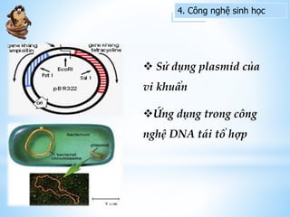 4. Công nghệ sinh học
 Sử dụng plasmid của
vi khuẩn
Ứng dụng trong công
nghệ DNA tái tổ hợp
 