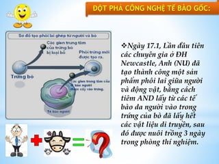 ĐỘT PHÁ CÔNG NGHỆ TẾ BÀO GỐC:
Ngày 17.1, Lần đầu tiên
các chuyên gia ở ĐH
Newcastle, Anh (NU) đã
tạo thành công một sản
phẩm phôi lai giữa người
và động vật, bằng cách
tiêm AND lấy từ các tế
bào da người vào trong
trứng của bò đã lấy hết
các vật liệu di truyền, sau
đó được nuôi trồng 3 ngày
trong phòng thí nghiệm.
 