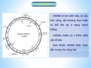 mtDNA
 mtDNA là sợi xoắn kép, có cấu
trúc vòng, dài khoảng 5μm hoặc
có thể tồn tại ở dạng mạch
thẳng.
 mtDNA chiếm từ 15% DNA
của tế bào
 Kích thước mtDNA khác nhau
đặc trưng cho từng loài
 