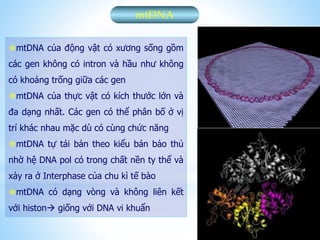 mtDNA
mtDNA của động vật có xương sống gồm
các gen không có intron và hầu như không
có khoảng trống giữa các gen
mtDNA của thực vật có kích thước lớn và
đa dạng nhất. Các gen có thể phân bố ở vị
trí khác nhau mặc dù có cùng chức năng
mtDNA tự tái bản theo kiểu bán bảo thủ
nhờ hệ DNA pol có trong chất nền ty thể và
xảy ra ở Interphase của chu kì tế bào
mtDNA có dạng vòng và không liên kết
với histon giống với DNA vi khuẩn
 