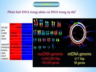 mtDNA
Phân biệt DNA trong nhân và DNA trong ty thể
 