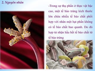 -Trong sự thụ phấn ở thực vật bậc
cao, một tế bào trứng kích thước
lớn chứa nhiều tế bào chất phối
hợp với nhân một hạt phấn không
có tế bào chất bao quanh. Do đó
hợp tử nhận hầu hết tế bào chất từ
tế bào trứng
2. Nguyên nhân
 