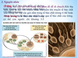 2. Nguyên nhân
-Trứng là tế bào lớn nhất: có đường
kính khoảng 120 micromet, nặng bằng
175.000 tinh trùng.
-Tinh trùng là tế bào nhỏ nhất trong
cơ thể con người: chỉ khoảng 3-5
micromet.
Ở động vật, cấu tạo tinh trùng tiêu giảm để dễ di chuyển.Khi thụ
tinh, giao tử đực chỉ truyền nhân mà hiếm khi truyền tế bào chất
cho trứng, do vậy các gen nằm trong tế bào chất (trong ti thể hoặc
trong lục lạp) chỉ được mẹ truyền cho qua tế bào chất của trứng.
 