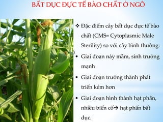 BẤT DỤC ĐỰC TẾ BÀO CHẤT Ở NGÔ
Hình cây ngô (hoặc lúa)
 Đặc điểm cây bất dục đực tế bào
chất (CMS= Cytoplasmic Male
Sterility) so với cây bình thường:
• Giai đoạn nảy mầm, sinh trưởng
mạnh
• Giai đoạn trưởng thành phát
triển kém hơn
• Giai đoạn hình thành hạt phấn,
nhiều biến cố hạt phấn bất
dục.
 