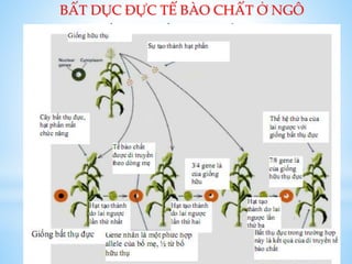 STT
KIỂU GENE
NHÂN
KIỂU GENE
TY THỂ
KIỂU HÌNH
1 rfrf S Bất dục
2 rfrf N Hữu dục
3 Rf- N Hữu dục
4 Rf- S Hữu dục
BẤT DỤC ĐỰC TẾ BÀO CHẤT Ở NGÔ
 Khả năng thụ phấn của hạt phấn do gen ty thể quy định.
 Liên quan đến đột biến tại hai plasmid dạng thẳng S1 và S2 của ty
thể.
Gene S bất dục Gene N hữu dục
 Gene nhân gây ảnh hưởng đến tác dụng của tế bào chất bất dục.
Gene Rf phục hồi tính hữu dục Alen rf  không phục hồi
Trong sản xuất giống ngô có thể dùng tổ hợp dòng thuần dạng 1
làm cây mẹ và dạng 3 hoặc dạng 4 đồng hợp tử làm cây bố. Như
thế sẽ đỡ mất công khử đực ở cây mẹ và hạt lai thu được từ cây
mẹ sẽ có kiểu gene Rfrf, kiểu bào gene S. Kiểu gene này đảm bảo
được sự thụ phấn bình thường
lúc trồng trong sản xuất.
 