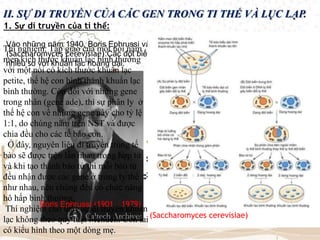 II. SỰ DI TRUYỀN CỦA CÁC GEN TRONG TI THỂ VÀ LỤC LẠP.
1. Sự di truyền của ti thể:
Vào những năm 1940, Boris Ephrussi và cs. đã mô tả các đột biến đặc biệt ở nấm men
(Saccharomyces cerevisiae).Các đột biến này được gọi là petite, có khuẩn lạc nhỏ hơn
nhiều so với khuẩn lạc hoang dại.
Boris Ephrussi (1901 – 1979)
(Saccharomyces cerevisiae)
Thí nghiệm: Tạp giao của một nòi nấm
men kích thước khuẩn lạc bình thường
với một nòi có kích thước khuẩn lạc
petite, thế hệ con hình thành khuẩn lạc
bình thường. Còn đối với những gene
trong nhân (gene ade), thì sự phân ly ở
thế hệ con về những gene này cho tỷ lệ
1:1, do chúng nằm trên NST và được
chia đều cho các tế bào con.
Ở đây, nguyên liệu di truyền trong tế
bào sẽ được trộn lẫn nhau trong hợp tử
và khi tạo thành bào tử thì mỗi bào tử
đều nhận được các gene ở trong ty thể
như nhau, nên chúng đều có chức năng
hô hấp bình thường.
Thí nghiệm cho thấy sự di truyền khuẩn
lạc không theo quy luật Mendel.. Con lai
có kiểu hình theo một dòng mẹ.
 