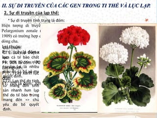II. SỰ DI TRUYỀN CỦA CÁC GEN TRONG TI THỂ VÀ LỤC LẠP.
2. Sự di truyền của lạp thể:
* Sự di truyền tính trạng lá đốm:
Hiện tượng di truyền lá đốm ở
Pelargonium zonale (Erwin Baur,
1909) có trường hợp di truyền theo
dòng cha.
Lai thuận:
P: (♀)cây lá đốm x (♂) cây xanh
lục
F1: 30% lá đốm : 70% xanh lục
Lai nghịch:
P: (♀) cây xanh lục x (♂)cây lá
đốm
F1: 70% lá đốm: 30% xanh lục
Giải thích:
GT1: Lục lạp truyền
qua cả tế bào chất
và tinh tử => việc
truyền lại lá nhiều
màu do cả bố và mẹ
quyết định.
GT2: Lạp thể do tinh
tử mang đến sinh
sản nhanh hơn lạp
thể do tế bào trứng
mang đến => chủ
yếu do bố quyết
định.
 