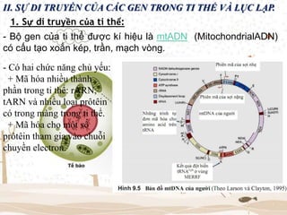 II. SỰ DI TRUYỀN CỦA CÁC GEN TRONG TI THỂ VÀ LỤC LẠP.
1. Sự di truyền của ti thể:
- Bộ gen của ti thể được kí hiệu là mtADN (MitochondrialADN)
có cấu tạo xoắn kép, trần, mạch vòng.
- Có hai chức năng chủ yếu:
+ Mã hóa nhiều thành
phần trong ti thể: rARN,
tARN và nhiều loại prôtêin
có trong màng trong ti thể.
+ Mã hóa cho một số
prôtêin tham gia vào chuỗi
chuyền electron.
 