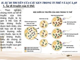 II. SỰ DI TRUYỀN CỦA CÁC GEN TRONG TI THỂ VÀ LỤC LẠP.
1. Sự di truyền của ti thể:
- Thực nghiệm
chứng minh cơ sở di
truyền của tính
kháng thuốc lá từ
gen ti thể. Các tế
bào kháng thuốc
được tách nhân, cho
kết hợp với tế bào
bình thường mẫn
cảm thuốc, tạo ra tế
bào kháng thuốc.
Điều đó chứng tỏ
tính kháng thuốc
được truyền qua gen
ngoài nhân.
 