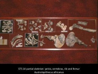 Ditsong National Museum of Natural History | PDF