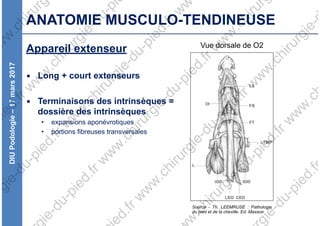 DIUPodologie–17mars2017
ANATOMIE MUSCULO-TENDINEUSE
Appareil extenseur
▪ Long + court extenseurs
▪ Terminaisons des intrinsèques =
dossière des intrinsèques
• expansions aponévrotiques
• portions fibreuses transversales
Source - Th. LEEMRIJSE : Pathologie
du pied et de la cheville. Ed. Masson
Vue dorsale de O2
w
w
w
.chirurg
pied.frw
w
w
.chirurgie-du-pi
urgie-du-pied.frw
w
w
.chirurgie-du-pied.frw
w
ie-du-pied.frw
w
w
.chirurgie-du-pied.frw
w
w
.chirur
ed.frw
w
w
.chirurgie-du-pied.frw
w
w
.chirurgie-d
w
.chirurgie-du-pied.frw
w
w
.ch
gie-du-pied.fr
 