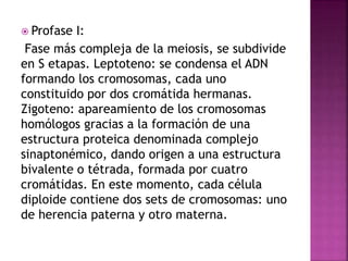  Profase I:
Fase más compleja de la meiosis, se subdivide
en S etapas. Leptoteno: se condensa el ADN
formando los cromosomas, cada uno
constituido por dos cromátida hermanas.
Zigoteno: apareamiento de los cromosomas
homólogos gracias a la formación de una
estructura proteica denominada complejo
sinaptonémico, dando origen a una estructura
bivalente o tétrada, formada por cuatro
cromátidas. En este momento, cada célula
diploide contiene dos sets de cromosomas: uno
de herencia paterna y otro materna.
 