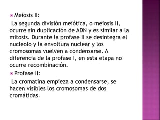  Meiosis II:
La segunda división meiótica, o meiosis II,
ocurre sin duplicación de ADN y es similar a la
mitosis. Durante la profase II se desintegra el
nucleolo y la envoltura nuclear y los
cromosomas vuelven a condensarse. A
diferencia de la profase I, en esta etapa no
ocurre recombinación.
 Profase II:
La cromatina empieza a condensarse, se
hacen visibles los cromosomas de dos
cromátidas.
 