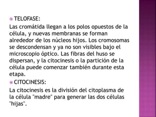  TELOFASE:
Las cromátida llegan a los polos opuestos de la
célula, y nuevas membranas se forman
alrededor de los núcleos hijos. Los cromosomas
se descondensan y ya no son visibles bajo el
microscopio óptico. Las fibras del huso se
dispersan, y la citocinesis o la partición de la
célula puede comenzar también durante esta
etapa.
 CITOCINESIS:
La citocinesis es la división del citoplasma de
la célula "madre" para generar las dos células
"hijas".
 