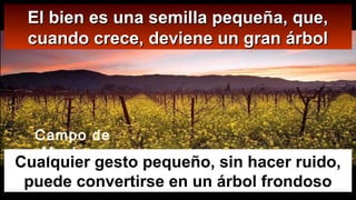 El bien es una semilla pequeña, que,El bien es una semilla pequeña, que,
cuando crece, deviene un gran árbolcuando crece, deviene un gran árbol
Cualquier gesto pequeño, sin hacer ruido,
puede convertirse en un árbol frondoso
Campo de
Mostaza
 