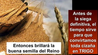 Antes deAntes de
la siegala siega
definitiva, eldefinitiva, el
tiempo sirvetiempo sirve
para quepara que
convirtamosconvirtamos
toda cizañatoda cizaña
en TRIGOen TRIGO
Entonces brillará la
buena semilla del Reino
 