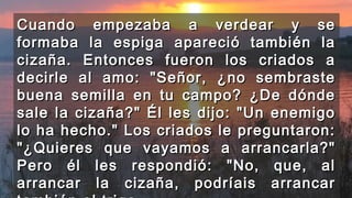Cuando empezaba a verdear y seCuando empezaba a verdear y se
formaba la espiga apareció también laformaba la espiga apareció también la
cizaña. Entonces fueron los criados acizaña. Entonces fueron los criados a
decirle al amo: "Señor, ¿no sembrastedecirle al amo: "Señor, ¿no sembraste
buena semilla en tu campo? ¿De dóndebuena semilla en tu campo? ¿De dónde
sale la cizaña?" Él les dijo: "Un enemigosale la cizaña?" Él les dijo: "Un enemigo
lo ha hecho." Los criados le preguntaron:lo ha hecho." Los criados le preguntaron:
"¿Quieres que vayamos a arrancarla?""¿Quieres que vayamos a arrancarla?"
Pero él les respondió: "No, que, alPero él les respondió: "No, que, al
arrancar la cizaña, podríais arrancararrancar la cizaña, podríais arrancar
 