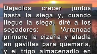 Dejadlos crecer juntosDejadlos crecer juntos
hasta la siega y, cuandohasta la siega y, cuando
llegue la siega, diré a losllegue la siega, diré a los
segadores: 'Arrancadsegadores: 'Arrancad
primero la cizaña y atadlaprimero la cizaña y atadla
en gavillas para quemarla,en gavillas para quemarla,
y el trigo almacenadlo eny el trigo almacenadlo en
 