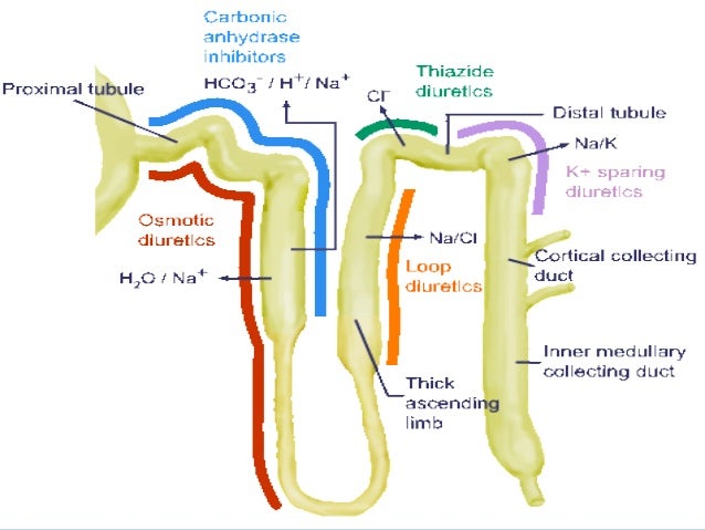 How Does Lasix Work In The Loop Of Henle