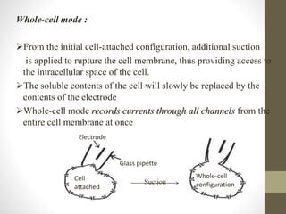 Whole-cell mode :
From the initial cell-attached configuration, additional suction
is applied to rupture the cell membrane, thus providing access to
the intracellular space of the cell.
The soluble contents of the cell will slowly be replaced by the
contents of the electrode
Whole-cell mode records currents through all channels from the
entire cell membrane at once
Electrode
Glass pipette
Cell
attached
Whole-cell
configurationSuction
 