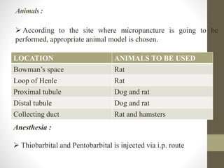 Animals :
LOCATION ANIMALS TO BE USED
Bowman’s space Rat
Loop of Henle Rat
Proximal tubule Dog and rat
Distal tubule Dog and rat
Collecting duct Rat and hamsters
 According to the site where micropuncture is going to be
performed, appropriate animal model is chosen.
Anesthesia :
 Thiobarbital and Pentobarbital is injected via i.p. route
 