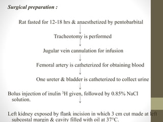 Surgical preparation :
Rat fasted for 12-18 hrs & anaesthetized by pentobarbital
Tracheotomy is performed
Jugular vein cannulation for infusion
Femoral artery is catheterized for obtaining blood
One ureter & bladder is catheterized to collect urine
Bolus injection of inulin 3H given, followed by 0.85% NaCl
solution.
Left kidney exposed by flank incision in which 3 cm cut made at left
subcostal margin & cavity filled with oil at 37°C.
 